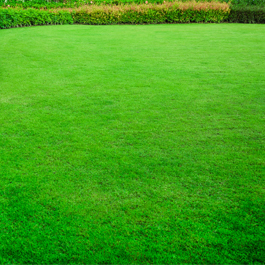 Green Lawn